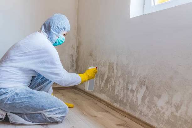 Licensed Attic Mold Removal service in Cassville, PA - WQB Mold Removal