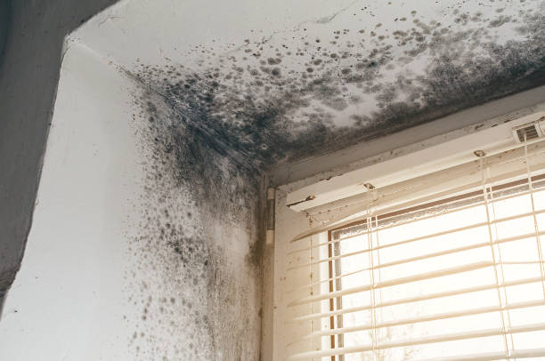 Affordable Attic Mold Removal solutions in Cassville, PA